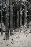 Офорт Шишкина И.И. "Дремучий лес" 1885 г. Офорт Шишкина И.И. "Дремучий лес" 1885 г.
