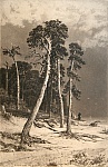 Офорт Шишкина И.И. "Сосны", 1870-1892 гг. Офорт Шишкина И.И. "Сосны", 1870-1892 гг.