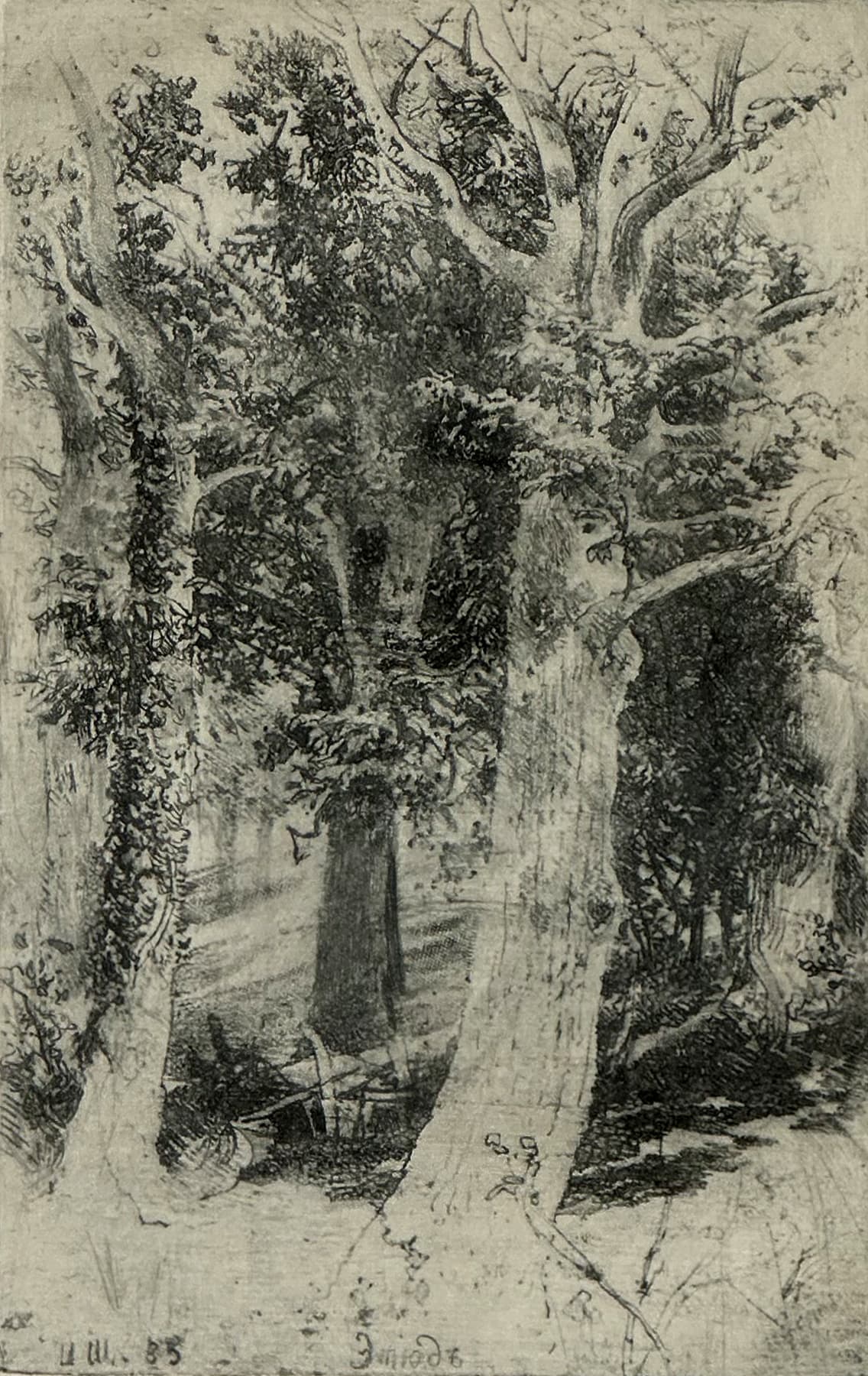 Этюд, автор Шишкин Иван Иванович (1832-1898), Графика — миниатюра 2